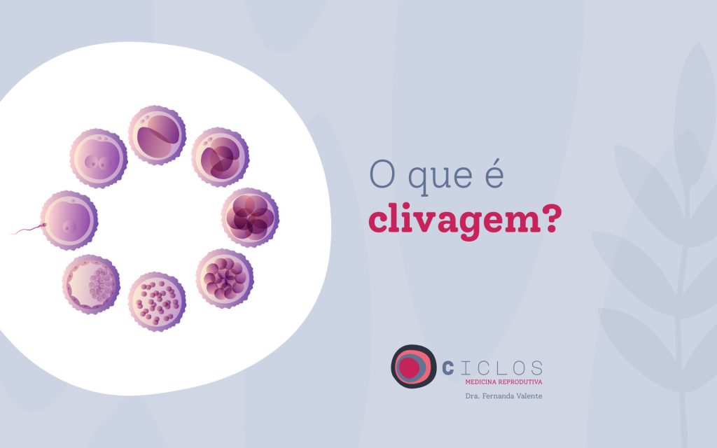 O que é clivagem? - Elo Medicina Reprodutiva